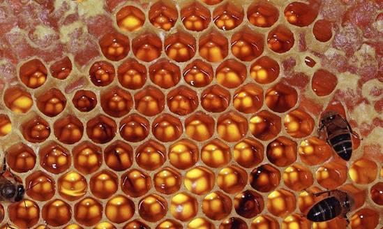 闲情|你知道动物界那些"数学天才"吗?|大自然_新浪新闻