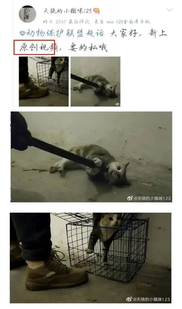 大学生虐猫致80只死亡,怎么能原谅他?