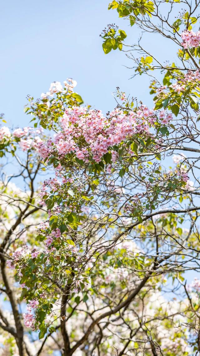 春末,楸木花开 在丽江演绎着粉紫色的浪漫
