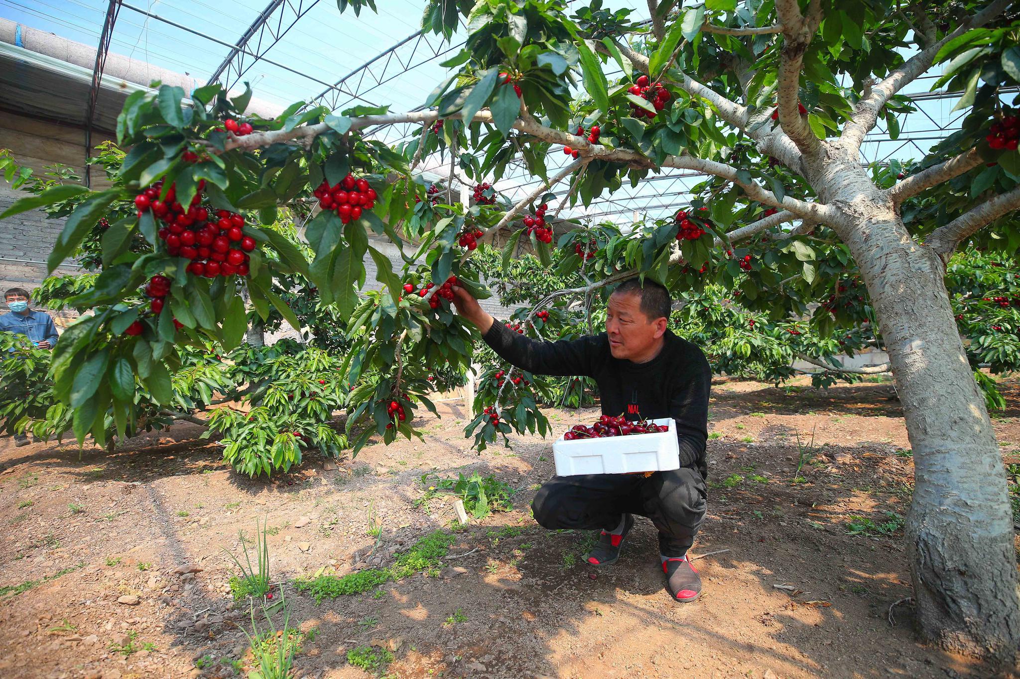 辽宁大连：采摘樱桃