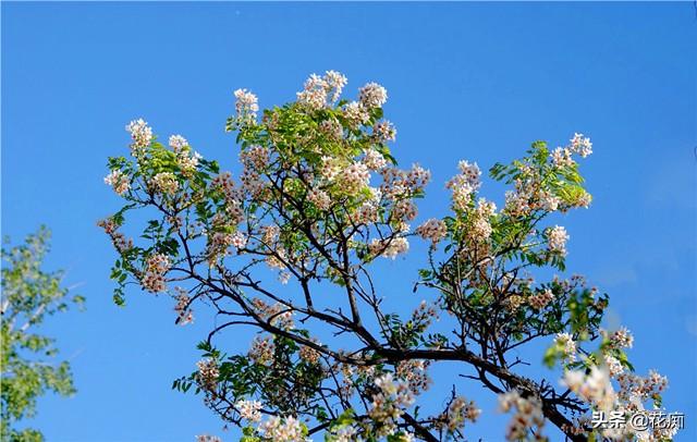 独一无二的文冠花,花开惊艳整个春天,种在庭院美极了|庭院|文冠果|繁花_新浪新闻