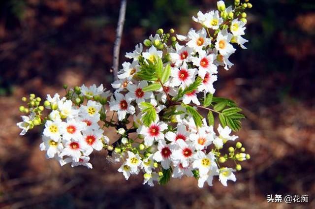 独一无二的文冠花,花开惊艳整个春天,种在庭院美极了|庭院|文冠果|繁花_新浪新闻