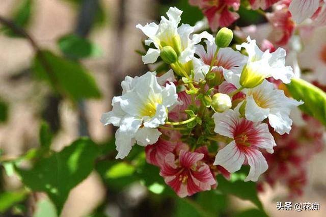 独一无二的文冠花,花开惊艳整个春天,种在庭院美极了|庭院|文冠果|繁花_新浪新闻