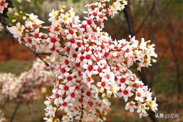 独一无二的文冠花,花开惊艳整个春天,种在庭院美极了|庭院|文冠果|繁花_新浪新闻