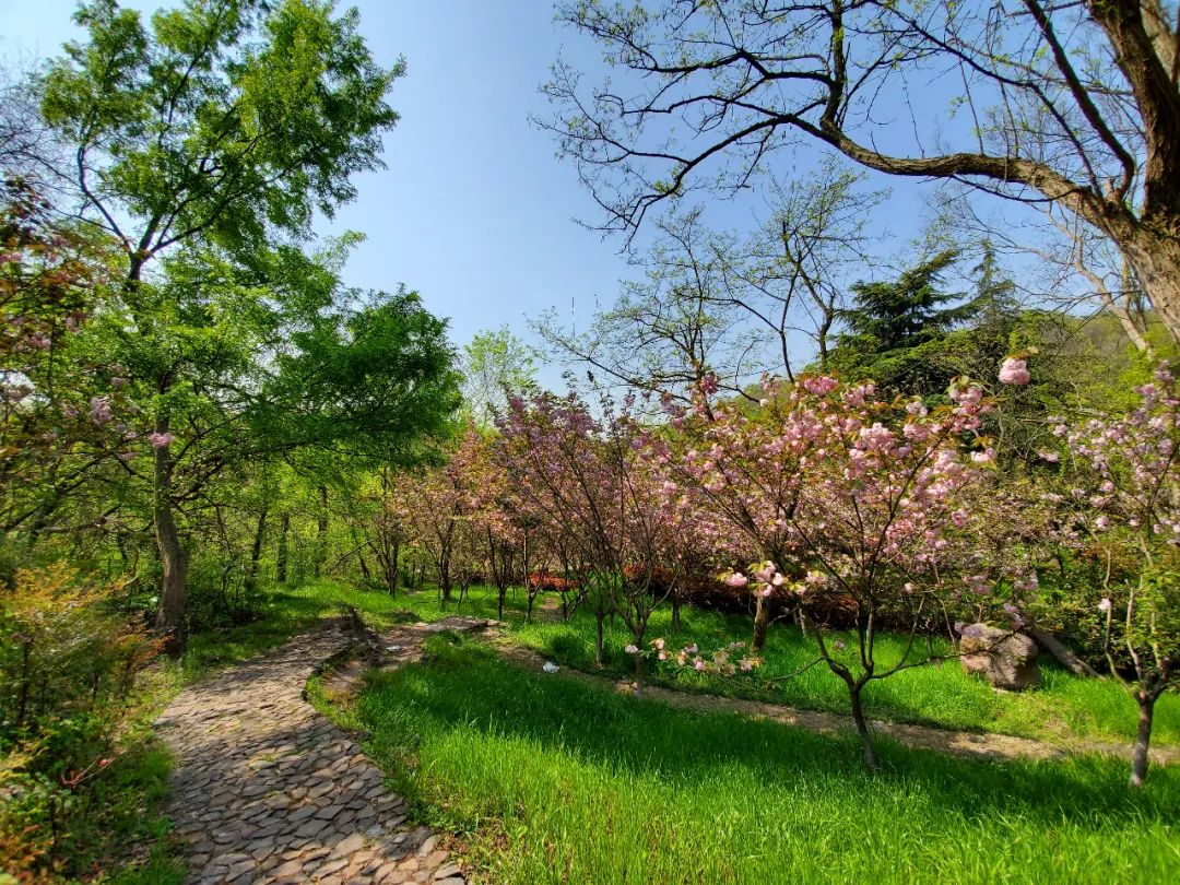 抓住春天的尾巴,南京方山樱花谷花事正浓!