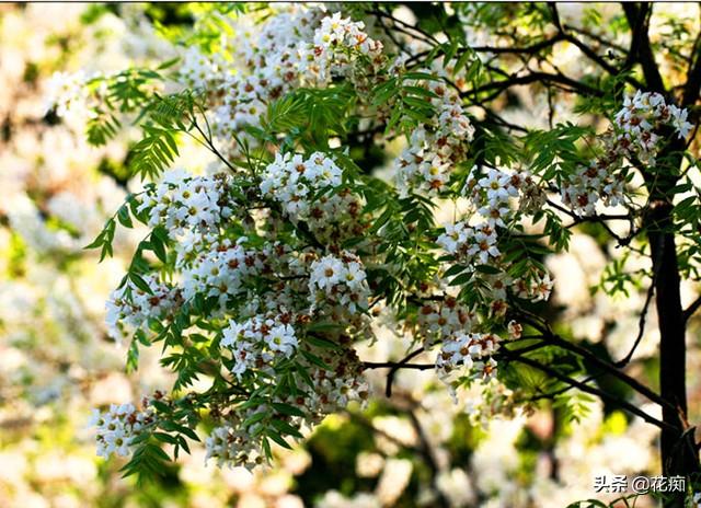 独一无二的文冠花,花开惊艳整个春天,种在庭院美极了|庭院|文冠果|繁花_新浪新闻