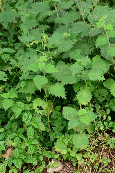 焮麻来源产地荨麻科荨麻属植物焮麻的全草.