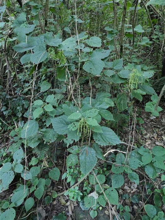 别名火麻草,螫麻子,哈拉海,蝎子草,恰克卡克欧提[维名]分布于四川