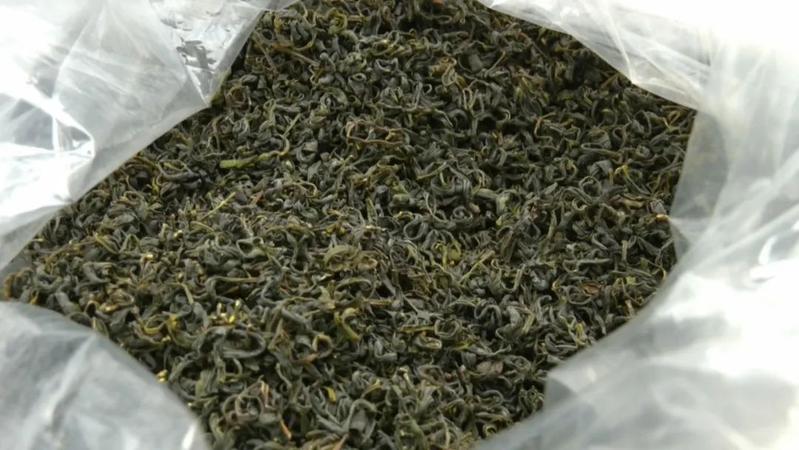 名声响亮的平远锅叾茶来了:春茶产量达7万多斤,采着"金叶子",茶农年揽