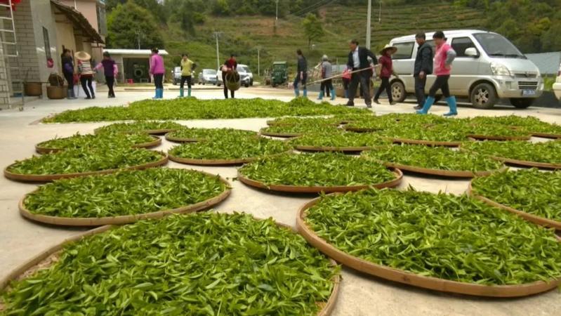 名声响亮的平远锅叾茶来了:春茶产量达7万多斤,采着"金叶子",茶农年揽
