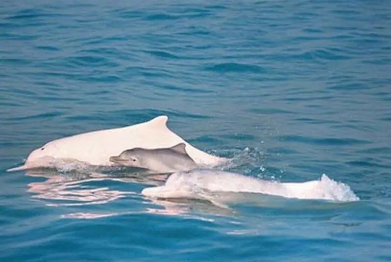 惊喜多只中华白海豚现身昌江海域数量稀少极珍贵