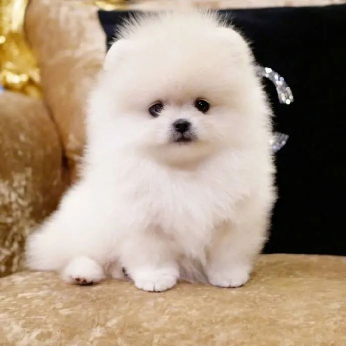 来治愈你们这又萌又呆fufu的小狗勾是小天使