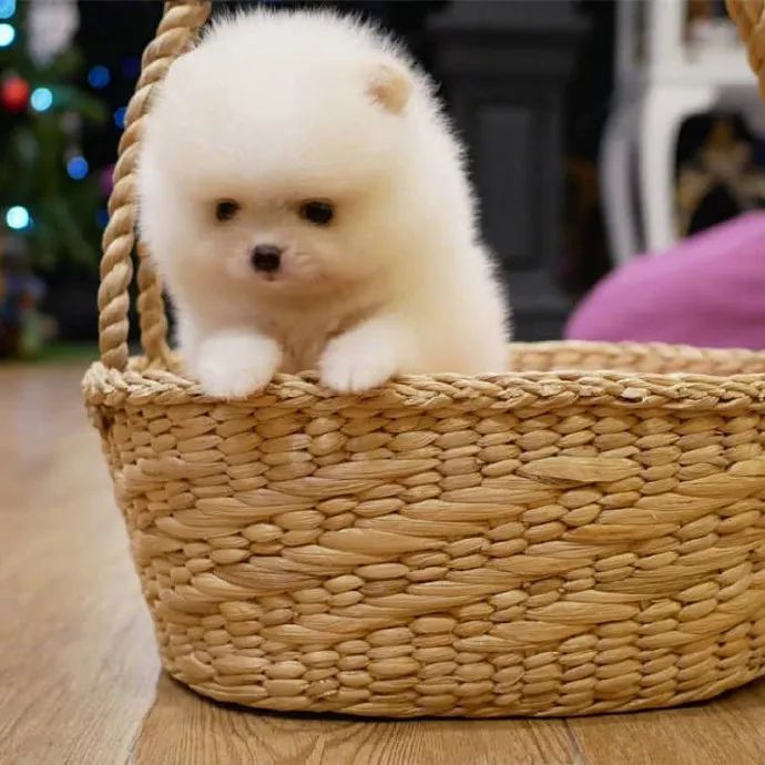 来治愈你们这又萌又呆fufu的小狗勾是小天使