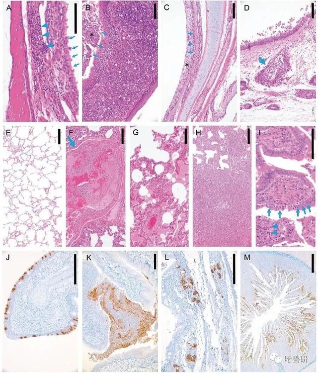 最新发现！猪、狗、鸡、鸭等家畜禽对新冠病毒不易感！猫高度易感休闲区蓝鸢梦想 - Www.slyday.coM