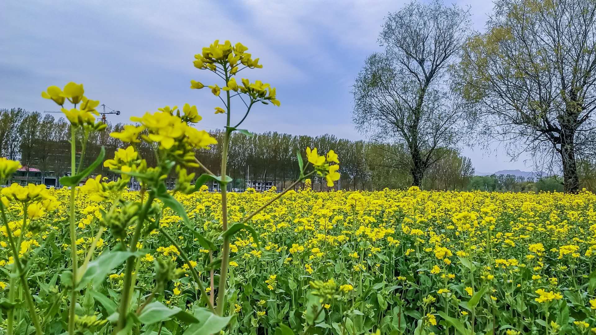 京西怪村200亩油菜花盛开 花期可持续至五月中旬