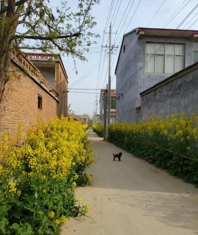 丰县欢口镇乡村实拍:世界上最美的地方,就是老家的风景!