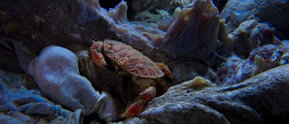 这是世界上最浪漫的死亡