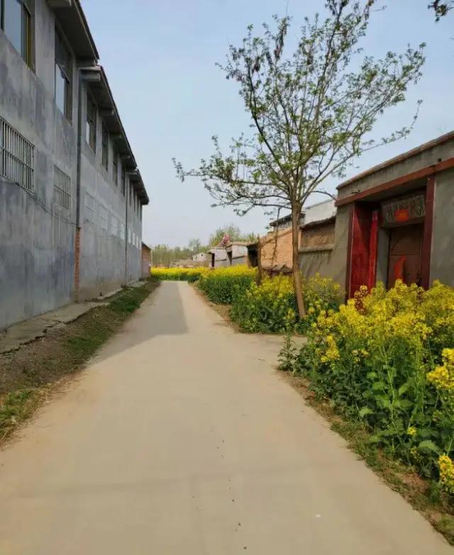 丰县欢口镇乡村实拍:世界上最美的地方,就是老家的风景!