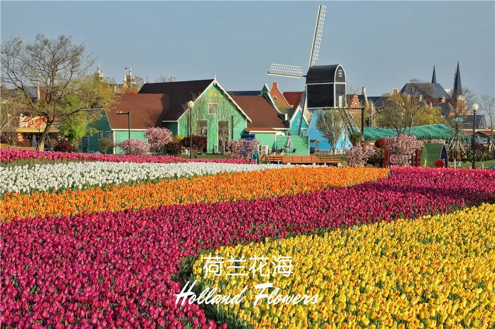 旅游今天聚焦荷兰花海33张航拍图惊艳世界
