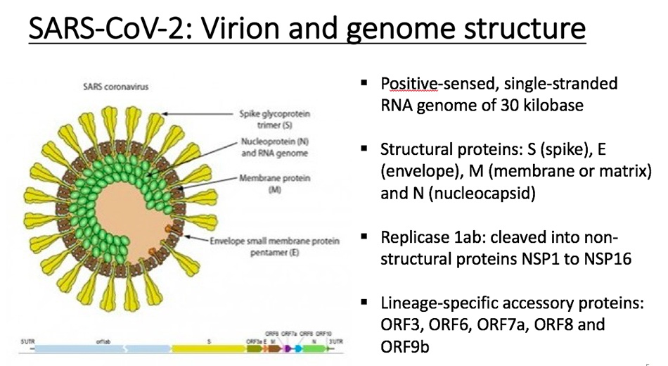 新冠病毒结构简图图片