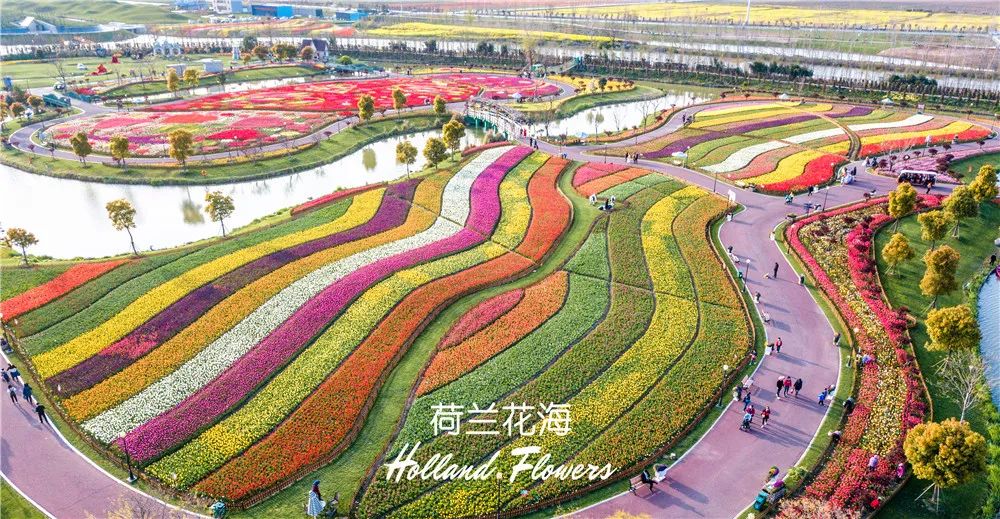 旅游今天聚焦荷兰花海33张航拍图惊艳世界