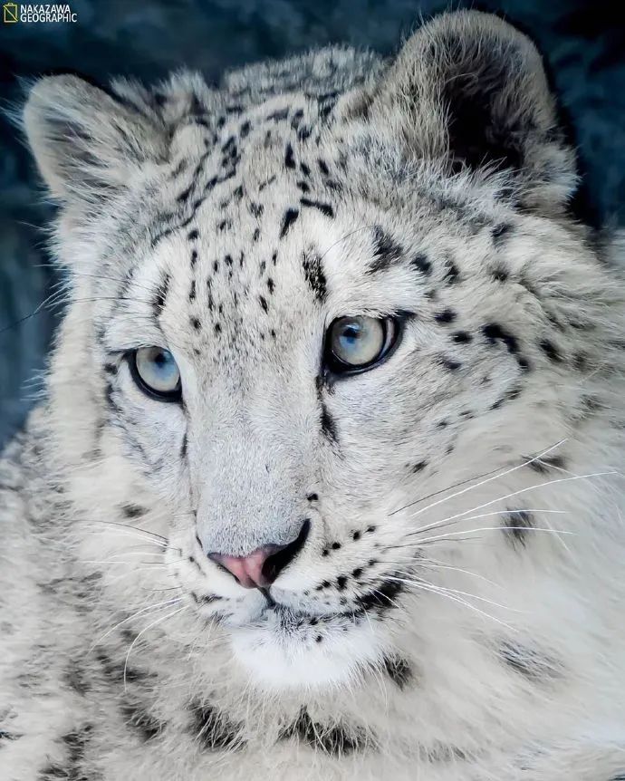 这雪豹虽然是仙女颜值为啥透露出憨憨的气息