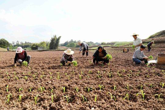 陈希  封面新闻记者 徐庆