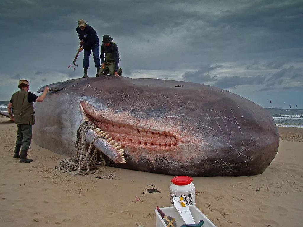 世界最恐怖的鲸鱼图片