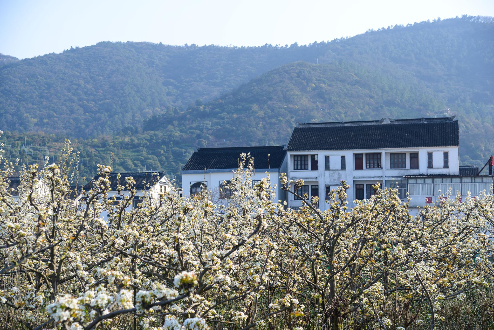 百村调研行丨苏州高新区树山村蝶变在驻村规划师到来之后