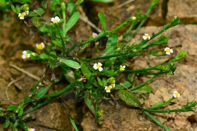 虾须草,见过吗?能利水消肿