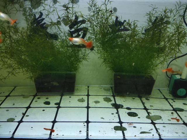 可以使用河沙直接栽种水草吗 饲养观赏鱼必须要铺设底砂吗 陶粒 新浪新闻