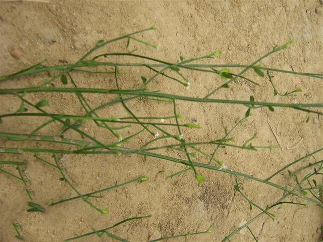 虾须草,见过吗?能利水消肿|虾须|消肿|先端_新浪新闻