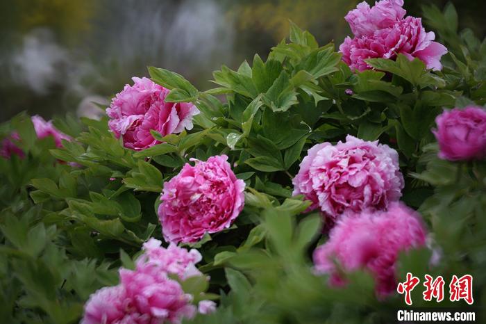 苏北西顺河牡丹盛开 抗疫医护人员受邀赏花