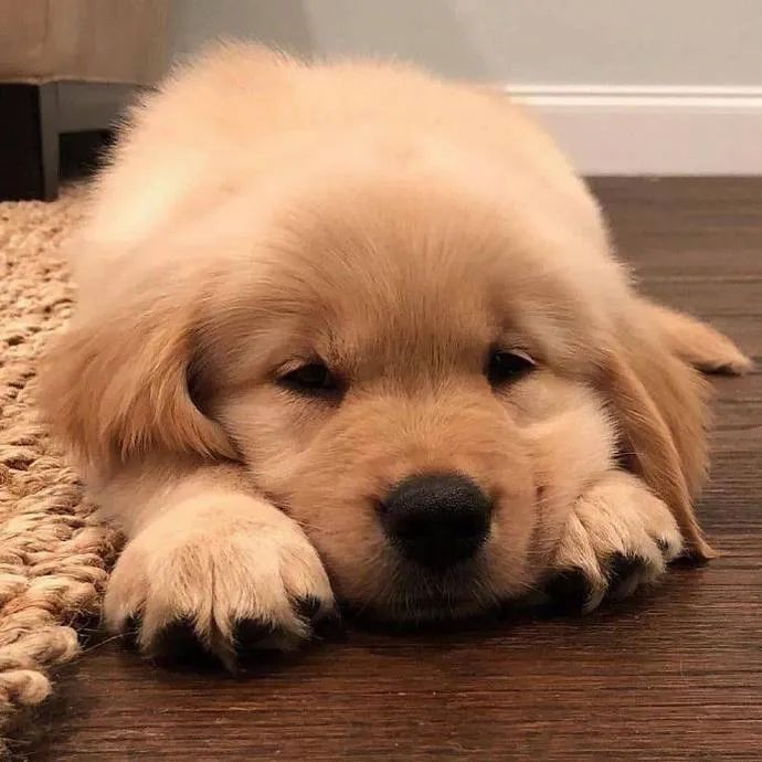 委屈狗狗小声汪汪本人近期网络形象流出