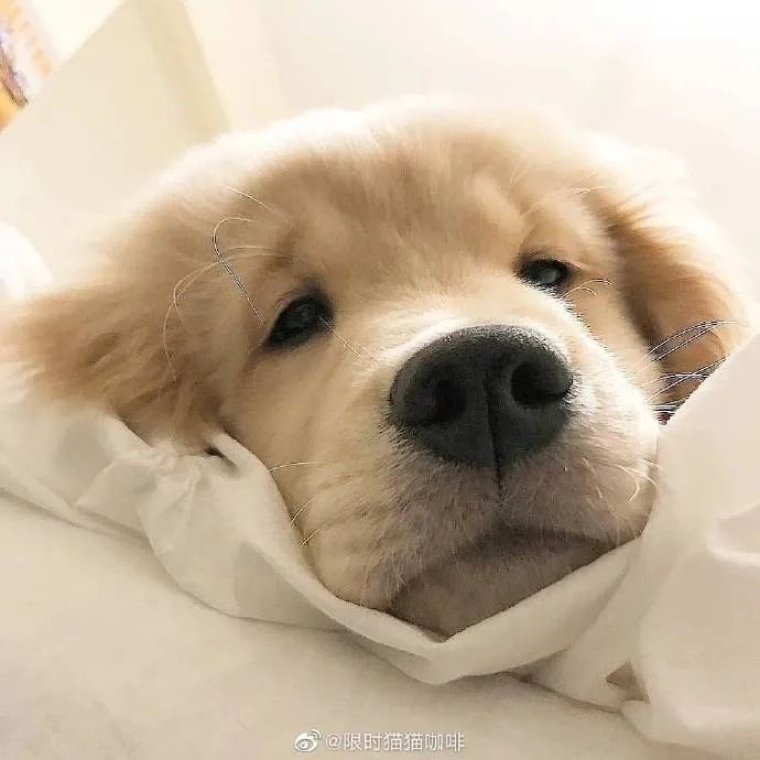 委屈狗狗小声汪汪本人近期网络形象流出