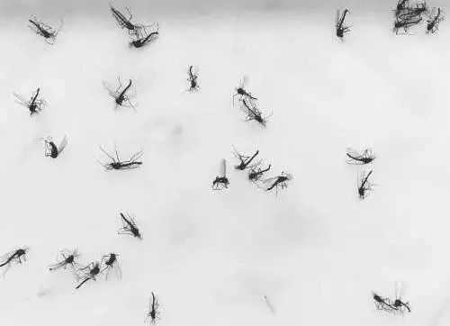 自动诱蚊再也不怕蚊子咬黑夜里都能轻松灭掉蚊子和普通只能主动出击