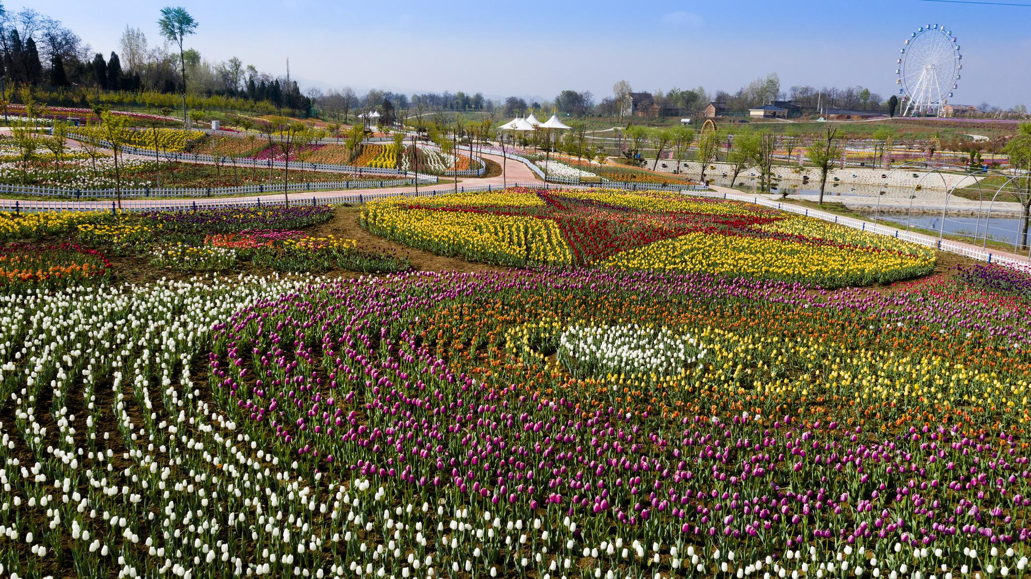 4月11日,洛南县锦绣大地花博园内郁金香盛开.