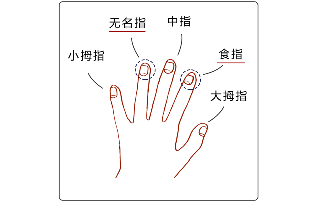 食指是哪一只手指图片