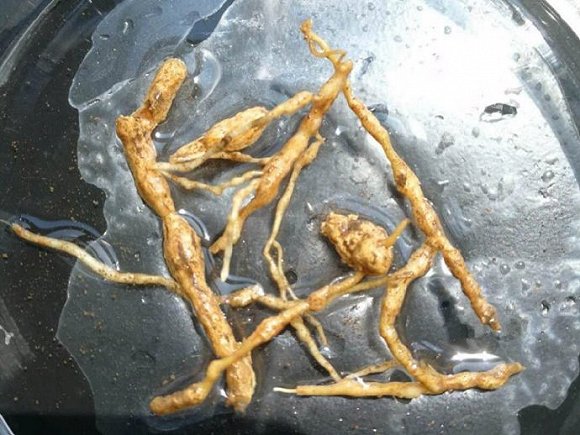 宁波海关在黄杨种苗中截获南方根结线虫