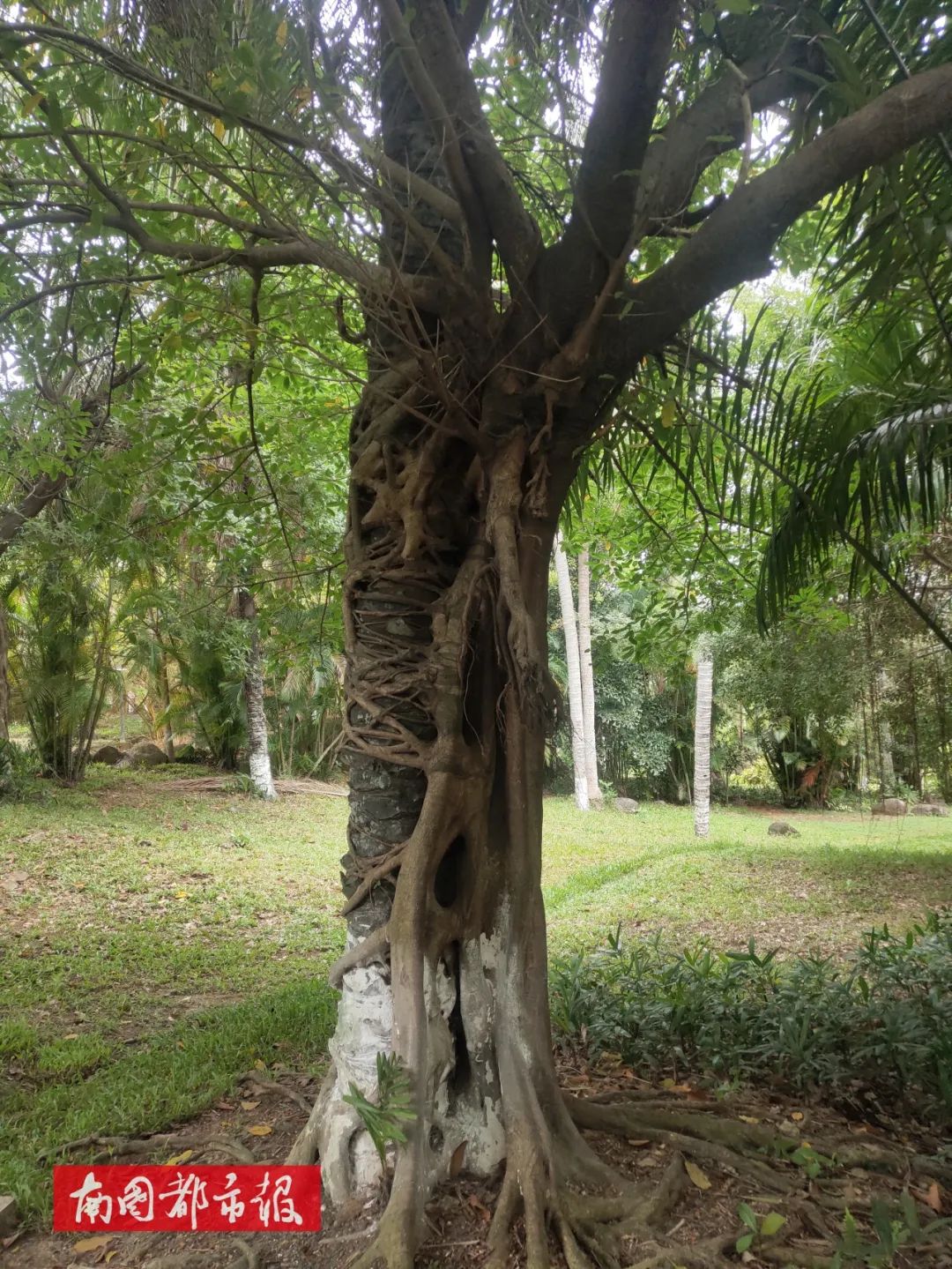 海口这两棵树抱在一起还以为是情侣结果却是相爱相杀