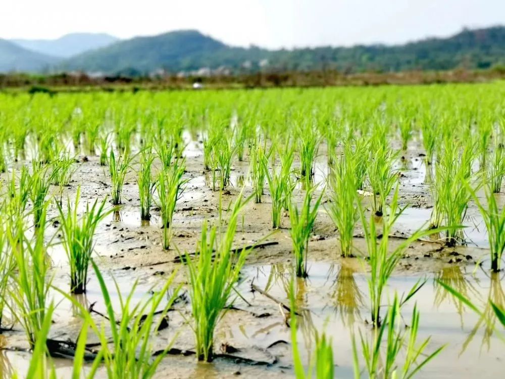 惠东县已完成80%水稻抛插秧工作,春播春种有序进行