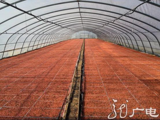 春风十里龙江奋起鸡东县水稻育苗工作全面展开