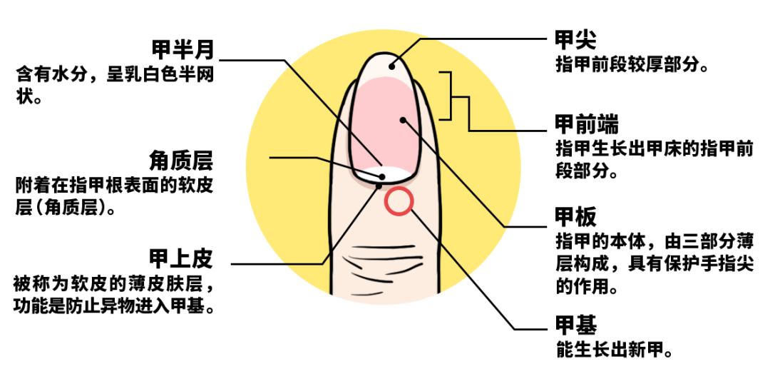 月牙|指甲|甲基_新浪新聞