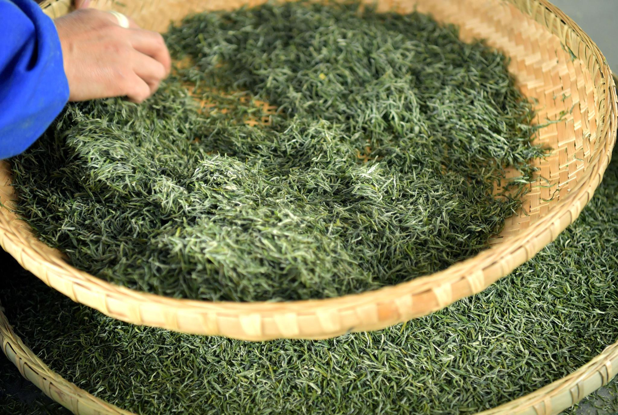 湖北恩施:茶企"共享订单"抱团闯市场