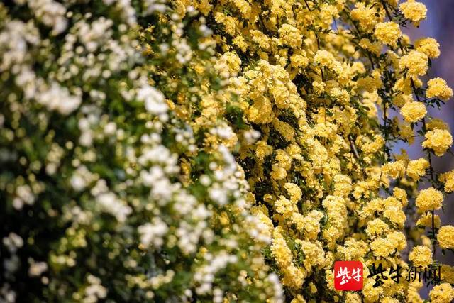 视频花情预报快到玄武湖欣赏木香花瀑布