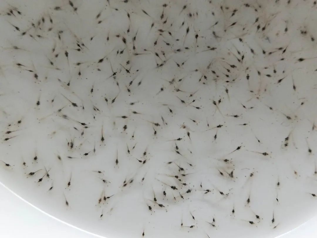 大考验!"玻璃苗"成灾,饶平9成苗场受影响!