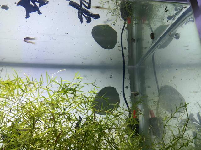 刚出生的金鱼苗完全可以小鱼虫喂养经过两次实验证明确实可行