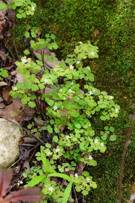野黄瓜,见过吗?能健脾益胃,清热明目.