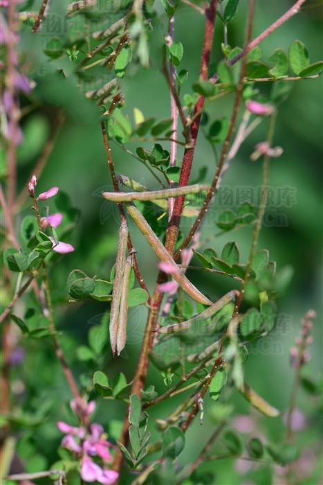 马棘,见过吗?可用于感冒咳嗽,扁桃体炎,颈淋巴结结核