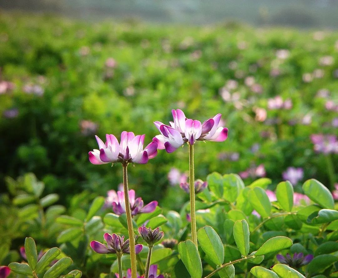 这美丽的小花花,可以喂牛,也可以喂你|紫云英|根瘤菌|罗隐_新浪新闻